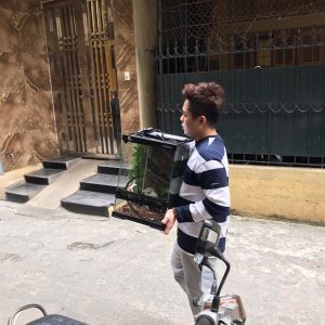 rắn mũi lợn hognose