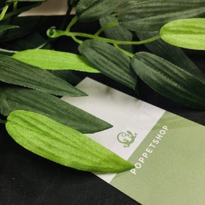 lá trúc chuồng bò sát