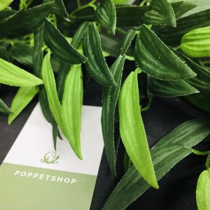 lá trúc chuồng bò sát