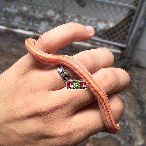 rắn ngô creamsicle