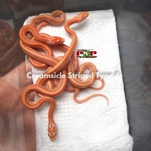 rắn ngô creamsicle striped