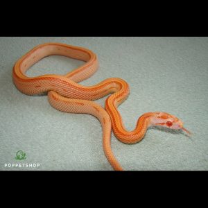 rắn ngô creamsicle