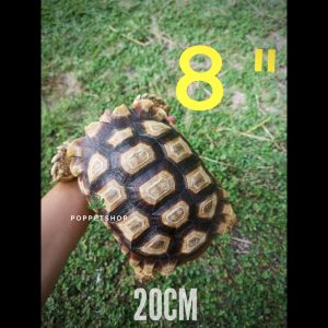 rùa châu phi trưởng thành