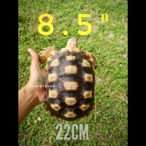 rùa châu phi trưởng thành