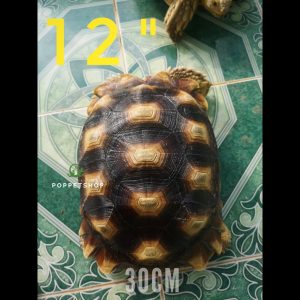 rùa châu phi trưởng thành