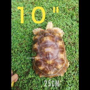 rùa châu phi trưởng thành