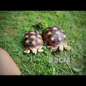 rùa châu phi trưởng thành