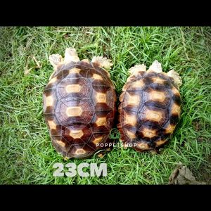 rùa châu phi trưởng thành