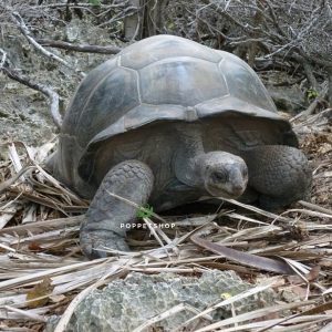 rùa khổng lồ aldabra