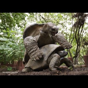 rùa khổng lồ aldabra