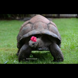 rùa khổng lồ aldabra