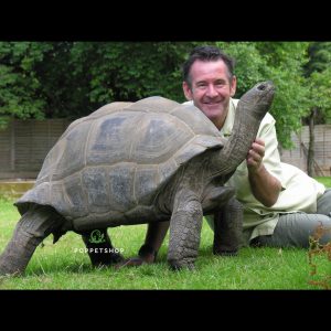 rùa khổng lồ aldabra