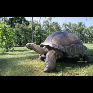 rùa khổng lồ aldabra