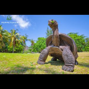 rùa khổng lồ aldabra