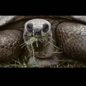 rùa khổng lồ aldabra