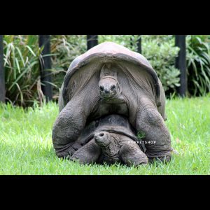 rùa khổng lồ aldabra
