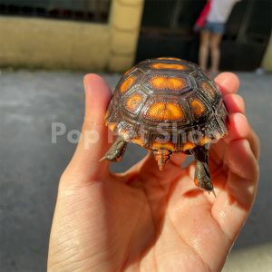 rùa chân đỏ cherry head