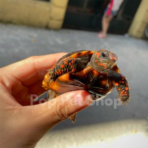 rùa chân đỏ cherry head