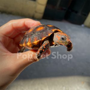 rùa chân đỏ cherry head