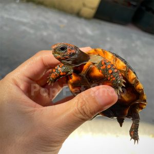 rùa chân đỏ cherry head