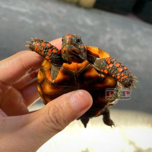 rùa chân đỏ cherry head