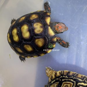 rùa chân đỏ cherry head