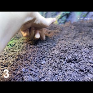 chuồng rùa núi vàng