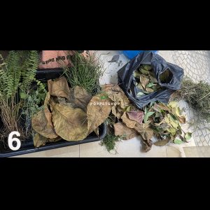 chuồng rùa núi vàng