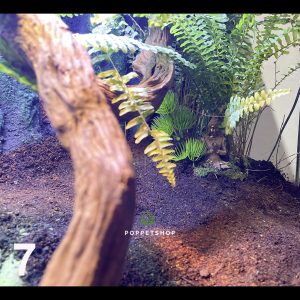 chuồng rùa núi vàng