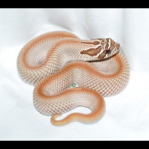 rắn mũi lợn hognose