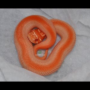 rắn mũi lợn hognose