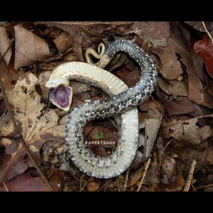 rắn mũi lợn hognose