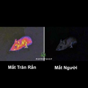 rắn mũi lợn hognose