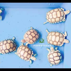 rùa châu phi kẻ vạch