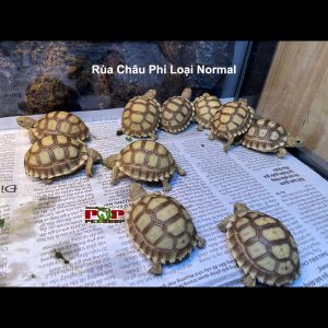 rùa châu phi kẻ vạch