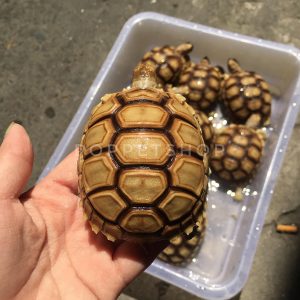 rùa châu phi kẻ vạch