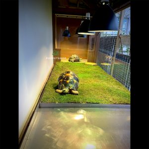 đèn siêu uv bò sát