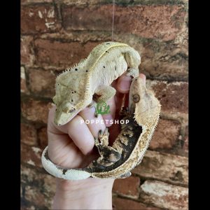 tắc kè crested gecko