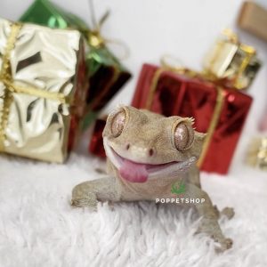 tắc kè crested gecko 