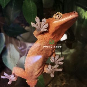 tắc kè crested gecko