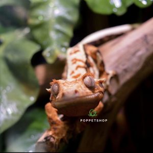 tắc kè crested gecko