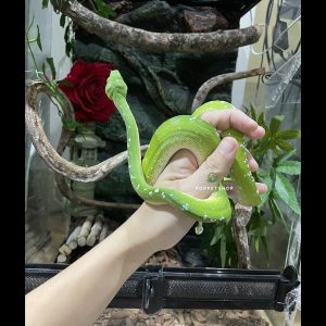 trăn cây gtp