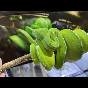 trăn cây gtp