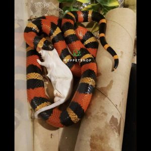 rắn sữa milk apricot