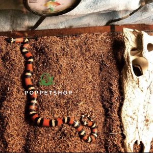 rắn sữa milk apricot