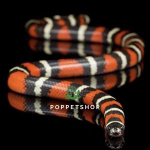 rắn sữa milk apricot