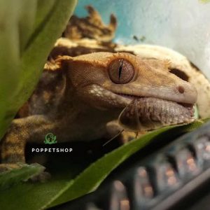 tắc kè crested gecko