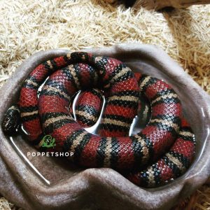 rắn sữa milk snake 