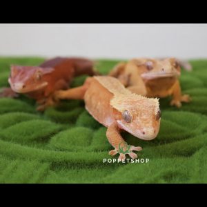 tắc kè Crested Gecko