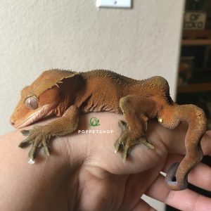 tắc kè crested gecko